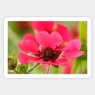 Potentilla nepalensis  Nepal Cinquefoil Sticker